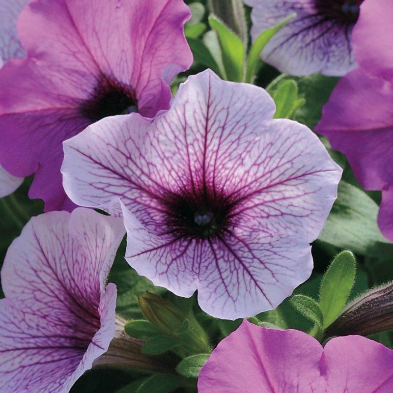 Petunia Easy Wave Plum Pudding Mix - View 5 from www redcrocus com