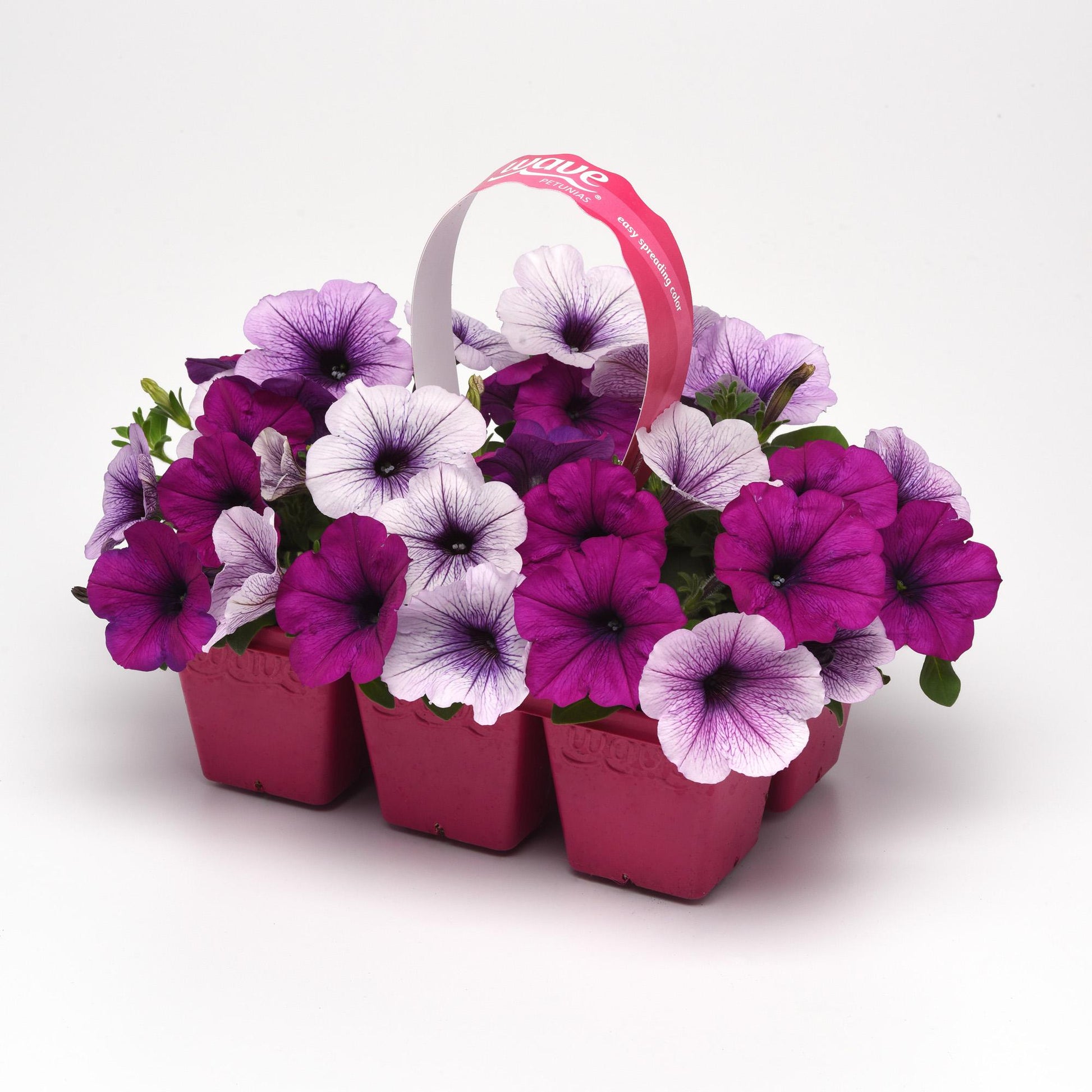 Petunia Easy Wave Plum Pudding Mix - View 6 from www redcrocus com