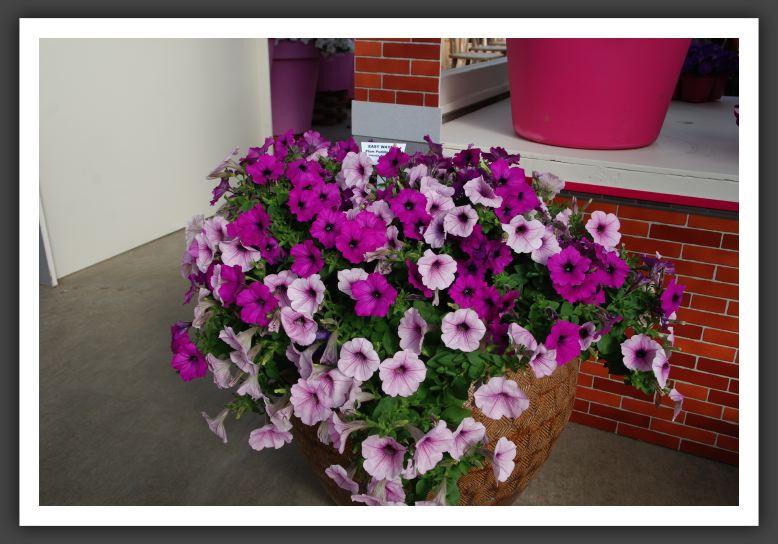 Petunia Easy Wave Plum Pudding Mix - View 8 from www redcrocus com