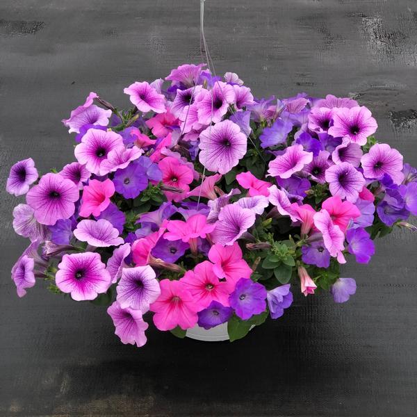 Petunia 'easy Wave Plum Pudding Mix' - View 10 from www redcrocus com