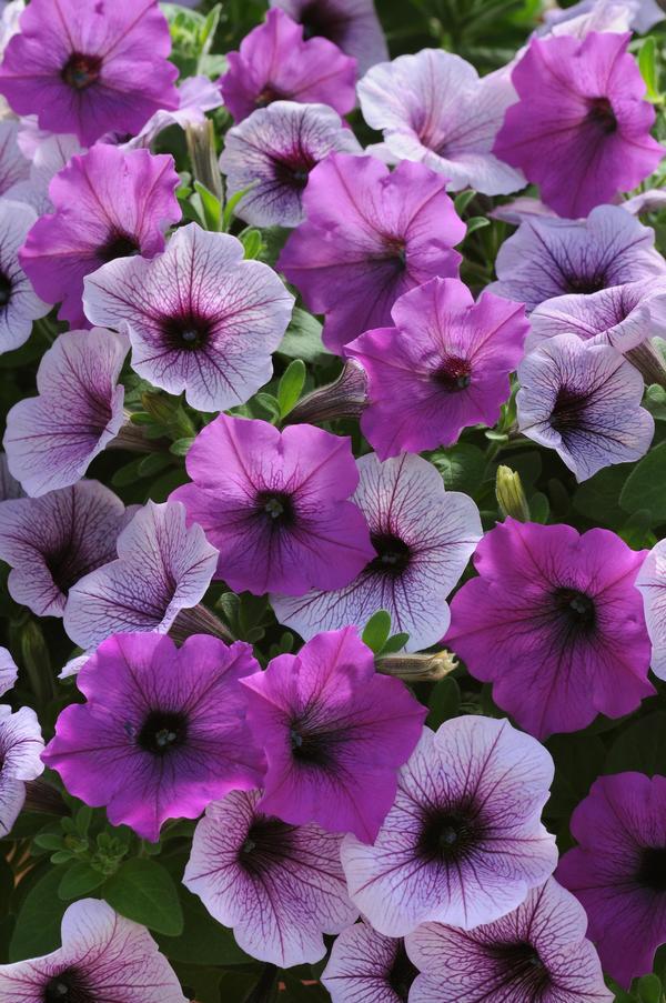 Petunia 'easy Wave Plum Pudding Mix' - View 2 from www redcrocus com