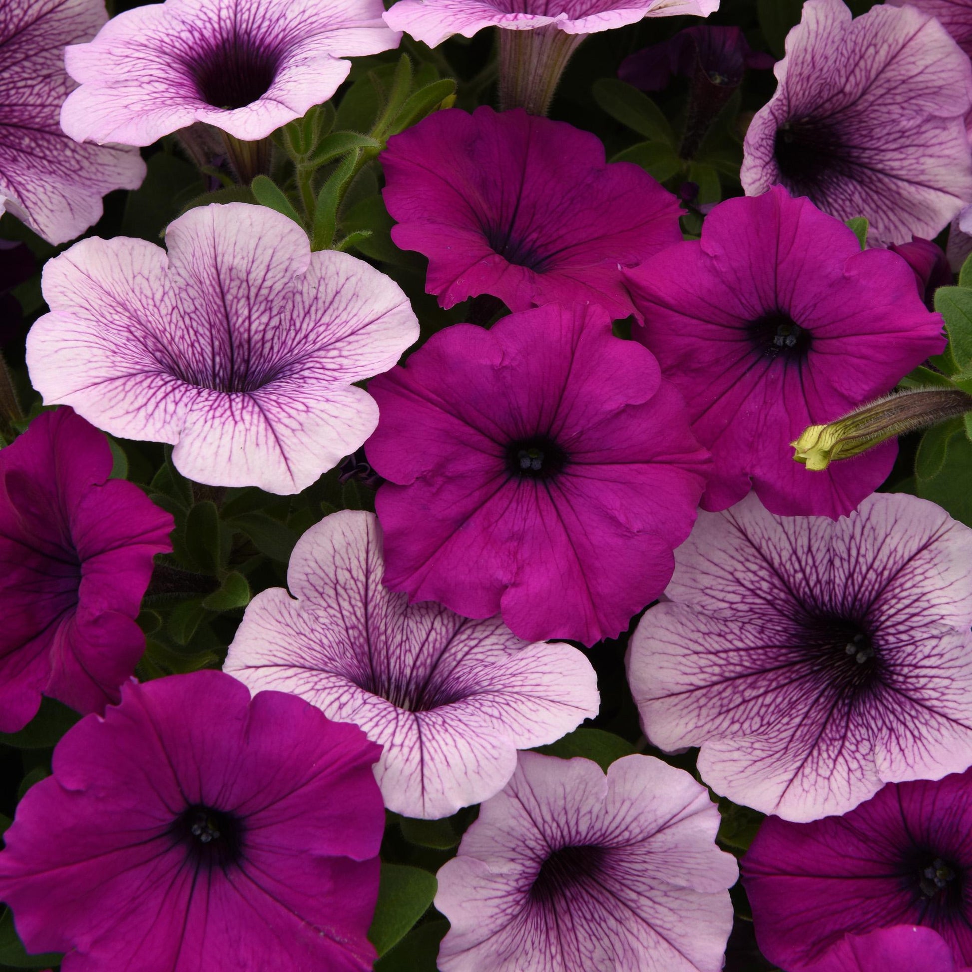 Petunia 'easy Wave Plum Pudding Mix' - View 3 from www redcrocus com