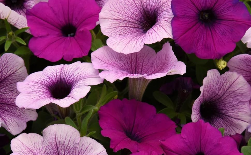 Petunia 'easy Wave Plum Pudding Mix' - View 6 from www redcrocus com