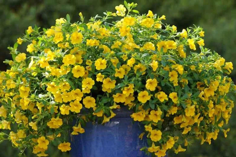 Combo Calibrachoa Cabaret Deep Blue Hot Pink Deep Yellow - View 6 from www redcrocus com