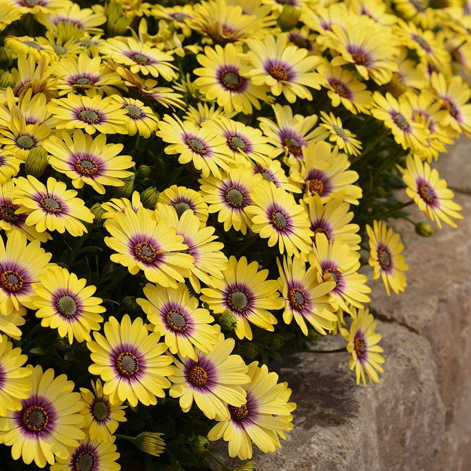 Osteospermum Blue Eyed Beauty - View 10 from www redcrocus com