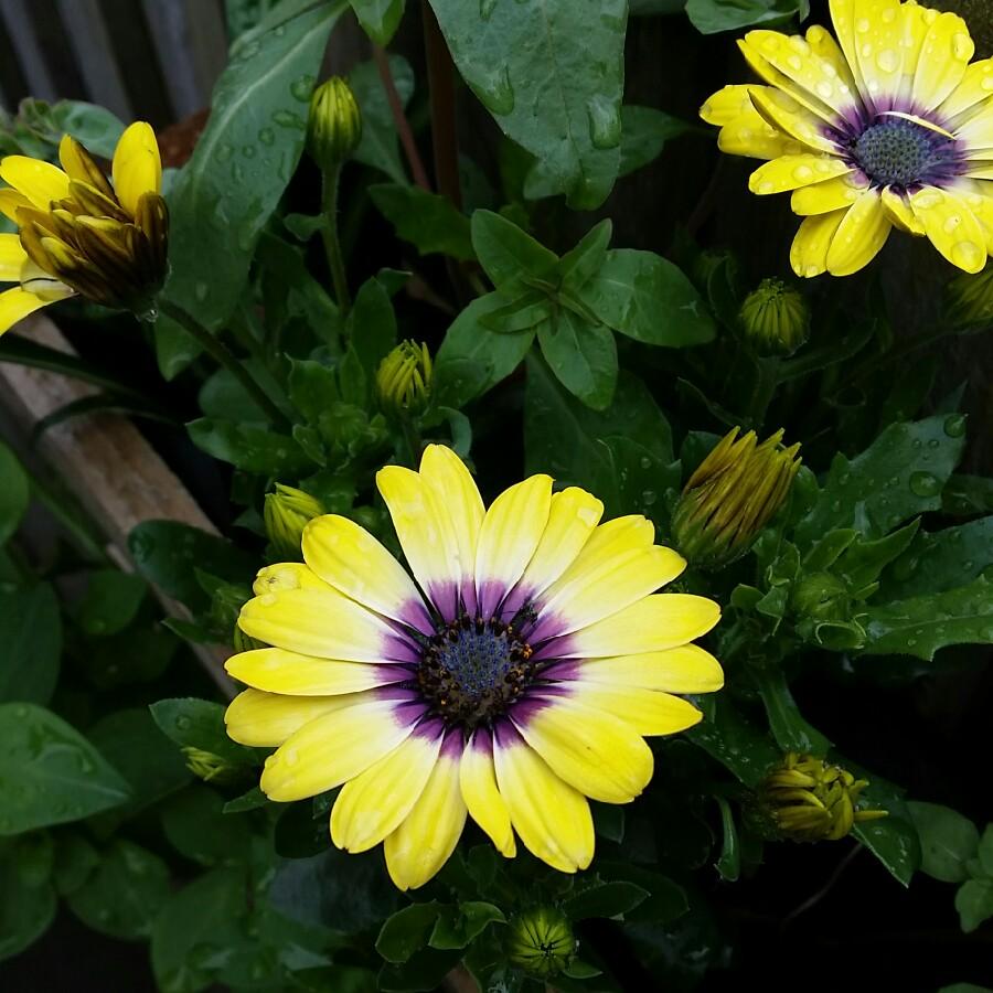 Osteospermum Blue Eyed Beauty - View 11 from www redcrocus com