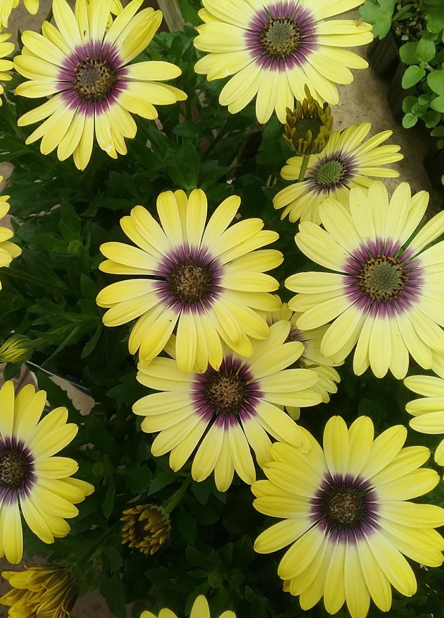 Osteospermum Blue Eyed Beauty - View 12 from www redcrocus com