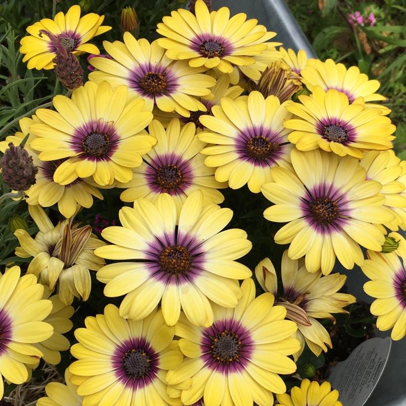 Osteospermum Blue Eyed Beauty - View 13 from www redcrocus com