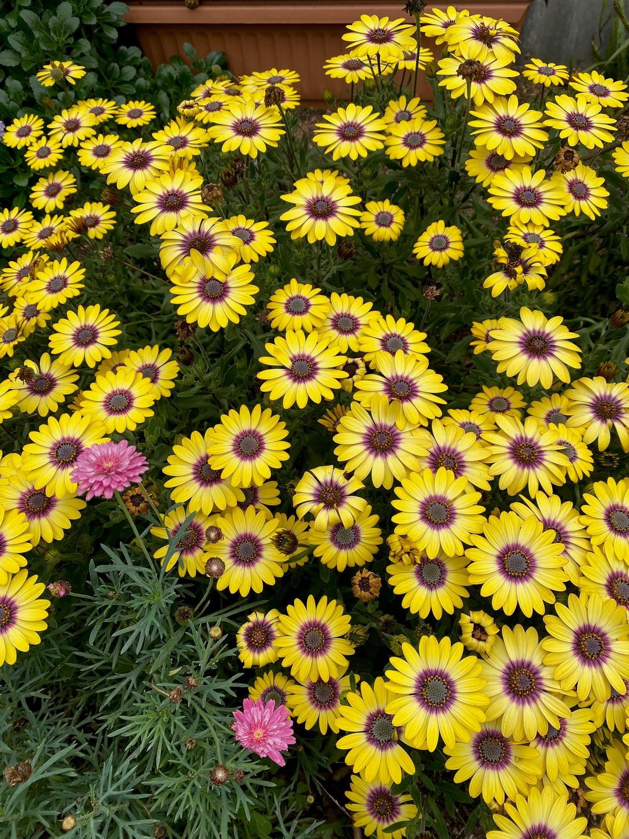 Osteospermum Blue Eyed Beauty - View 16 from www redcrocus com