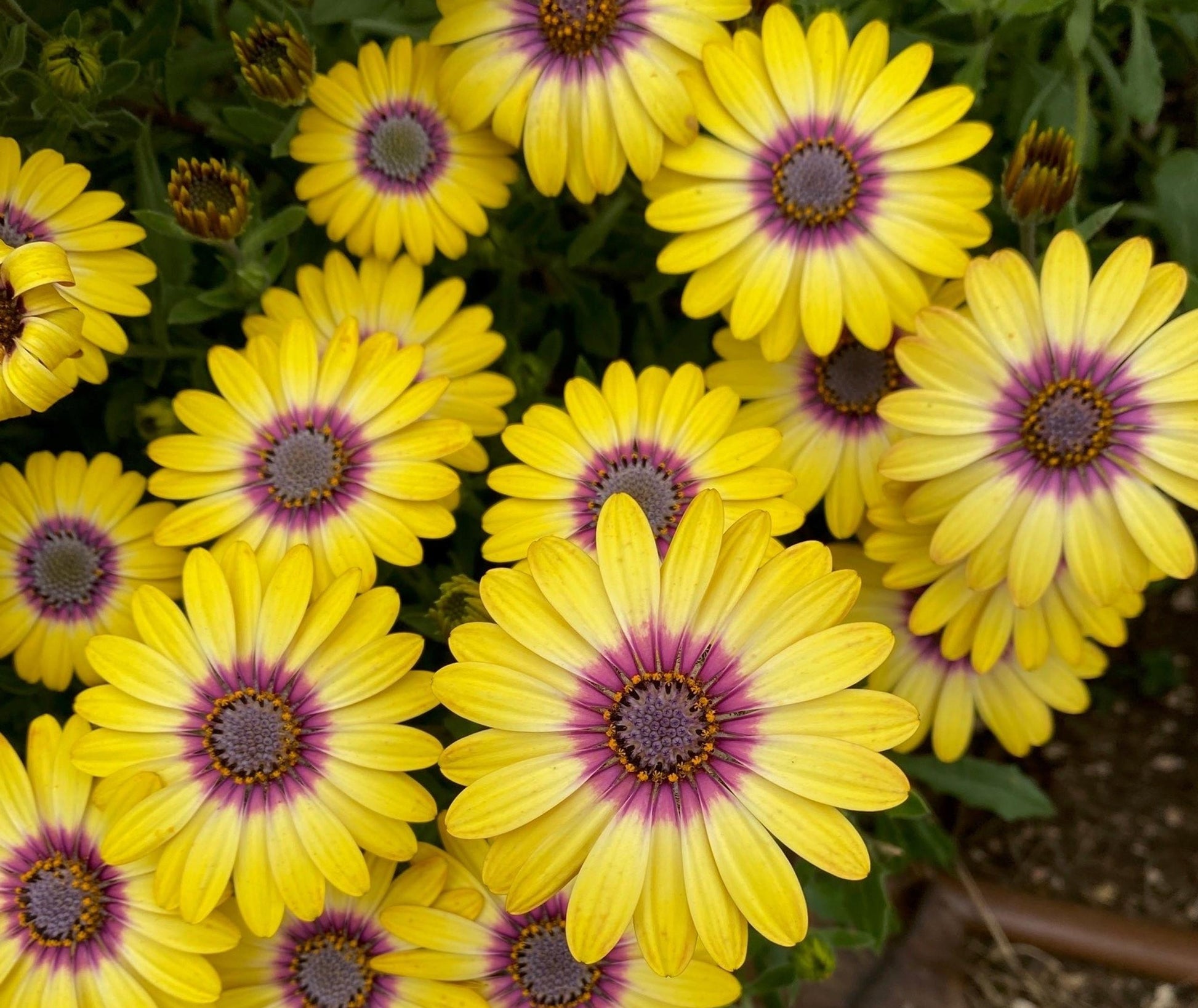 Osteospermum Blue Eyed Beauty - View 17 from www redcrocus com