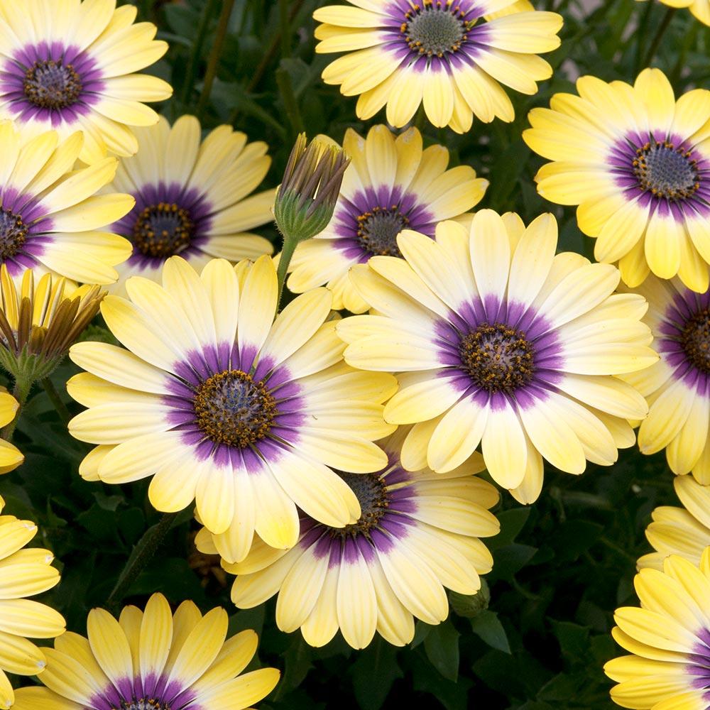 Osteospermum Blue Eyed Beauty - View 1 from www redcrocus com