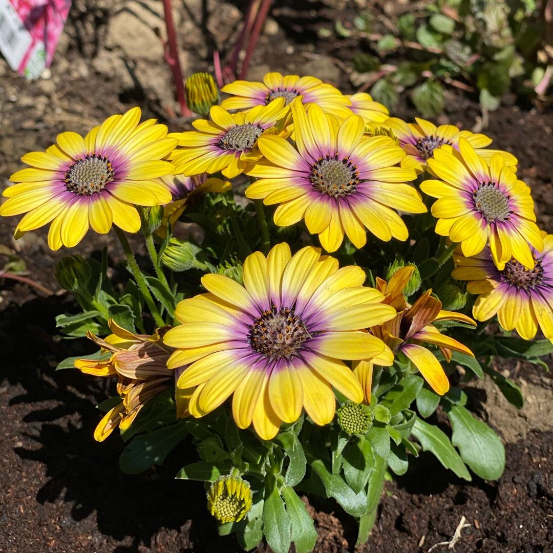 Osteospermum Blue Eyed Beauty - View 4 from www redcrocus com