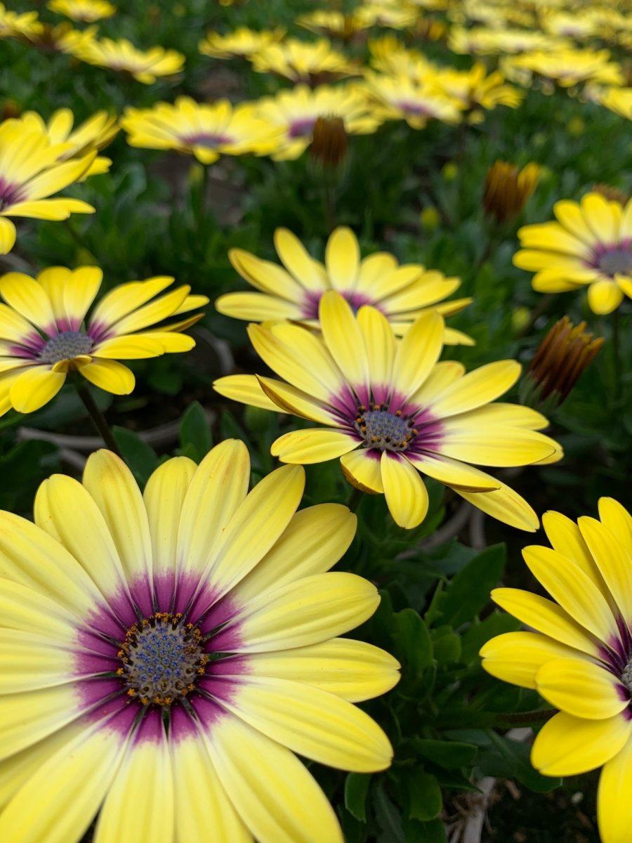 Osteospermum Blue Eyed Beauty - View 5 from www redcrocus com