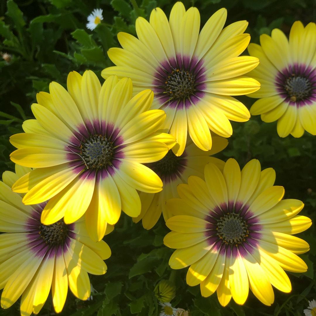 Osteospermum Blue Eyed Beauty - View 6 from www redcrocus com