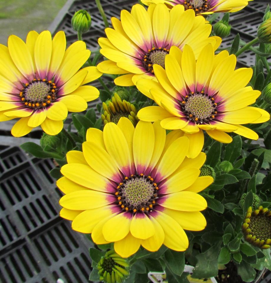 Osteospermum Blue Eyed Beauty - View 8 from www redcrocus com