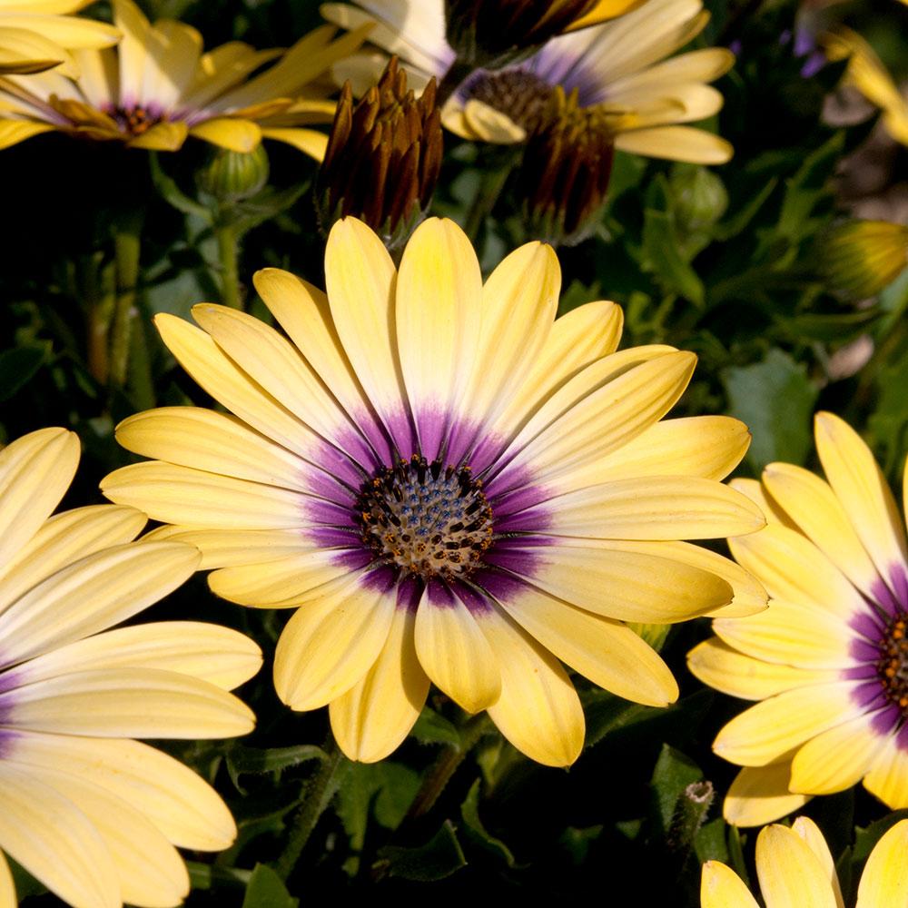 Osteospermum Blue Eyed Beauty - View 9 from www redcrocus com