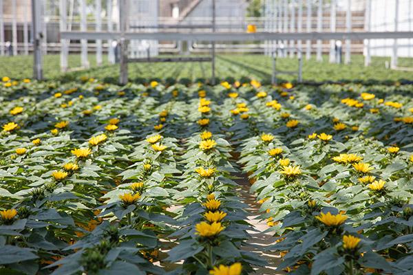 Sunflower Solsation Yellow - View 10 from www redcrocus com