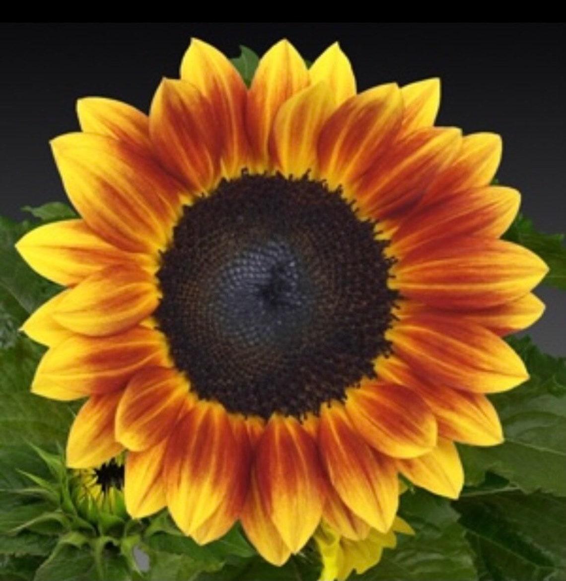 Sunflower Solsation Yellow - View 11 from www redcrocus com