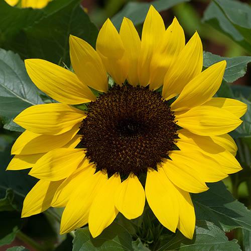 Sunflower Solsation Yellow - View 12 from www redcrocus com
