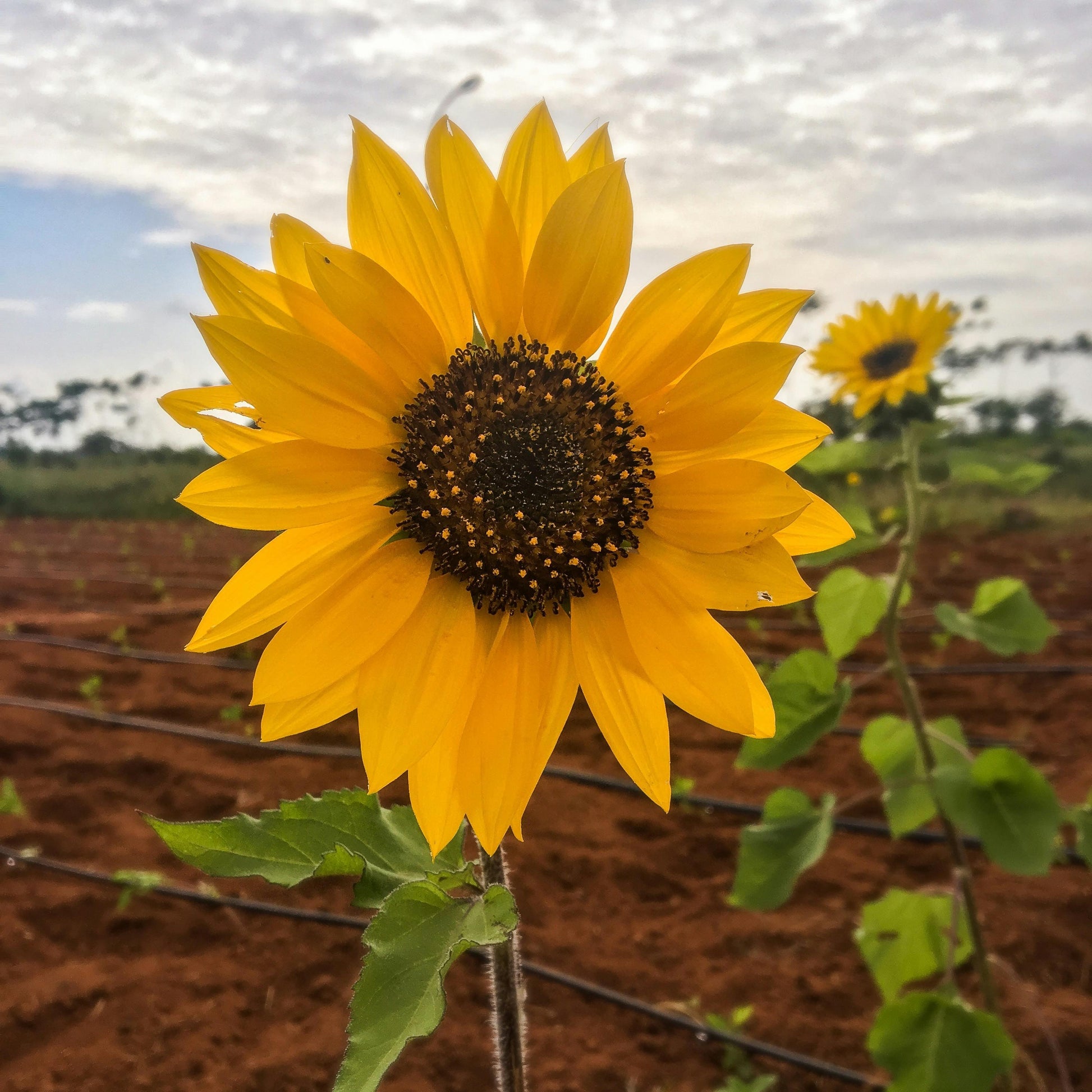 Sunflower Solsation Yellow - View 14 from www redcrocus com