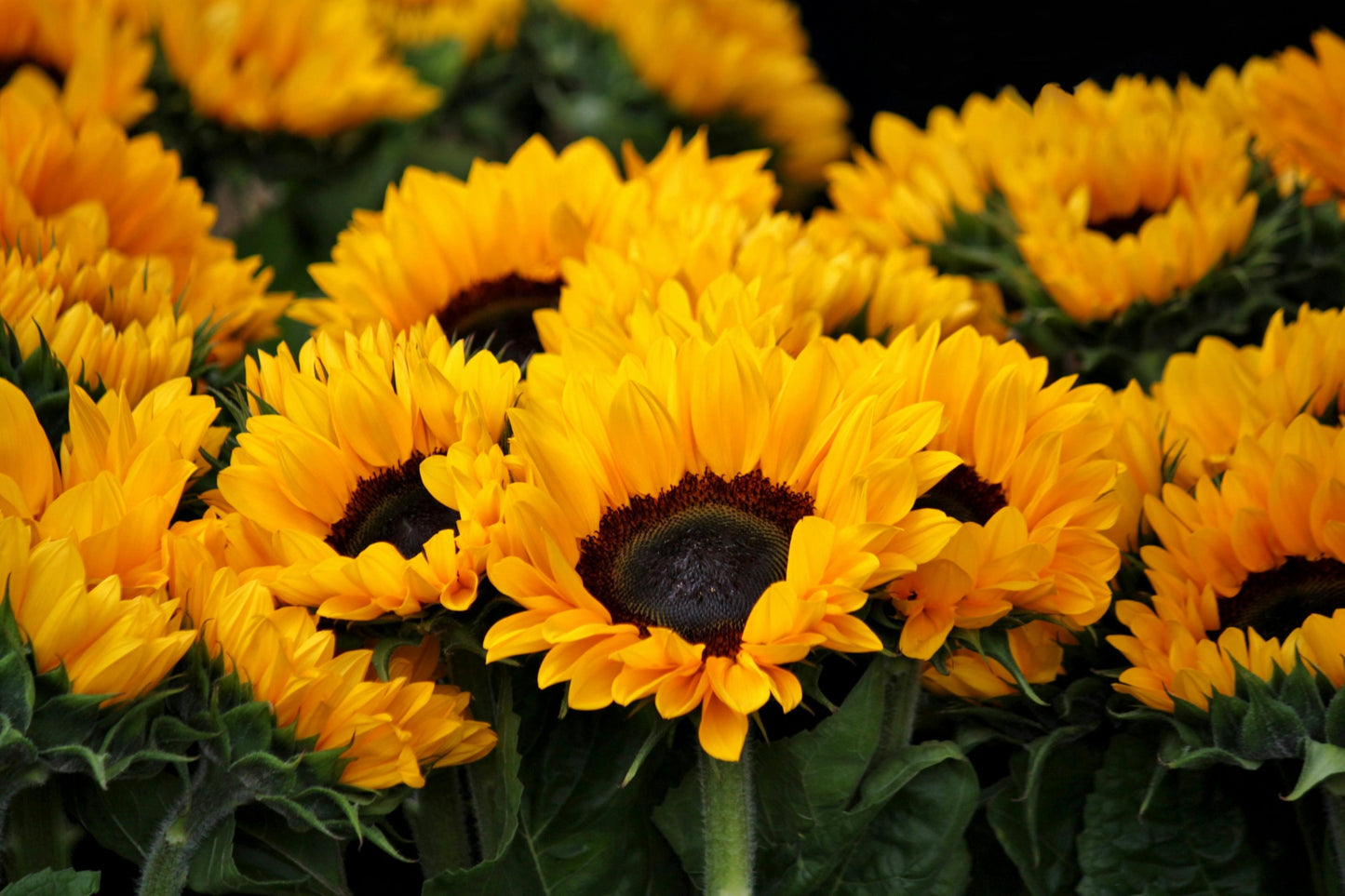 Sunflower Solsation Yellow - View 16 from www redcrocus com