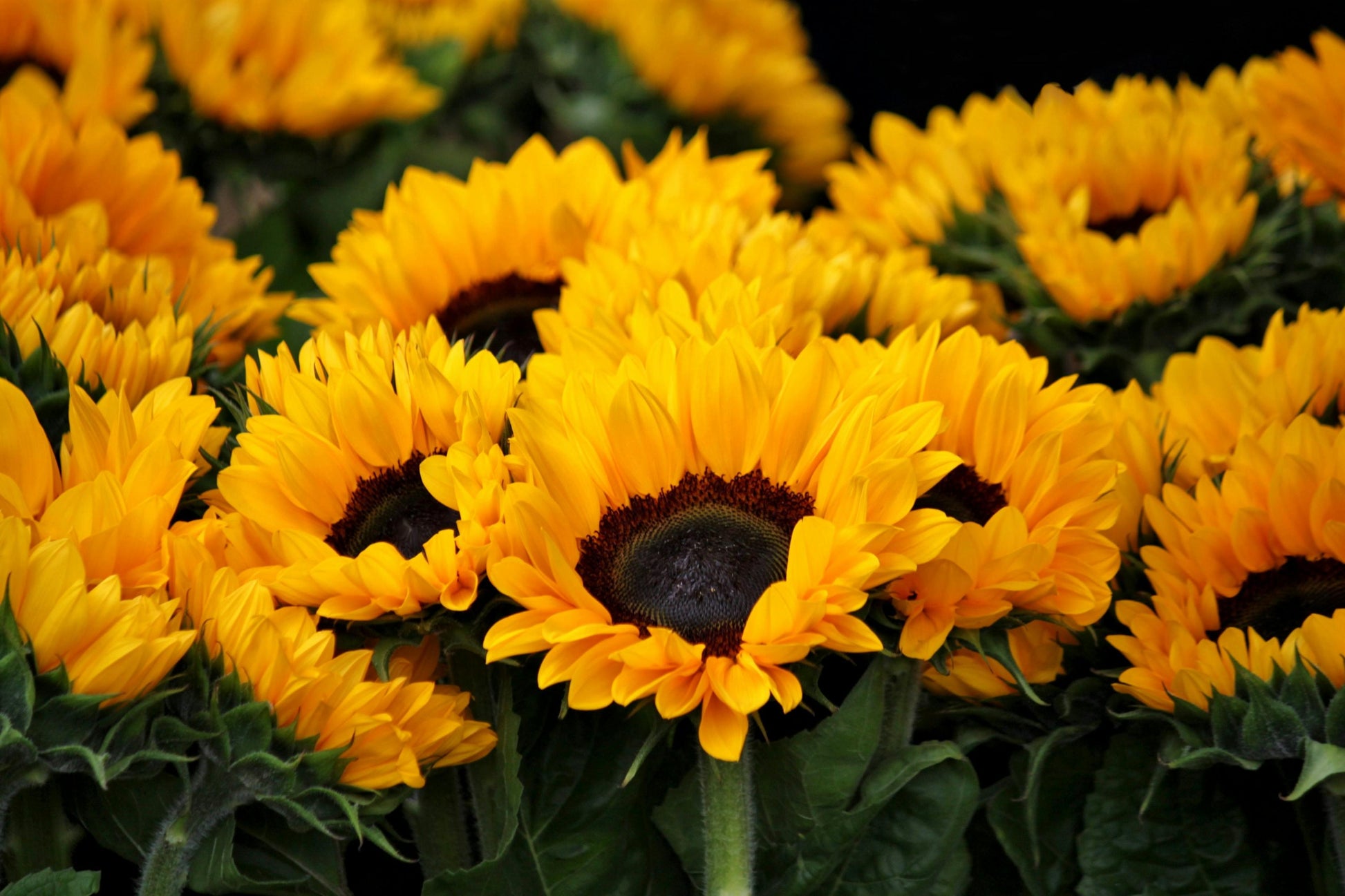 Sunflower Solsation Yellow - View 16 from www redcrocus com