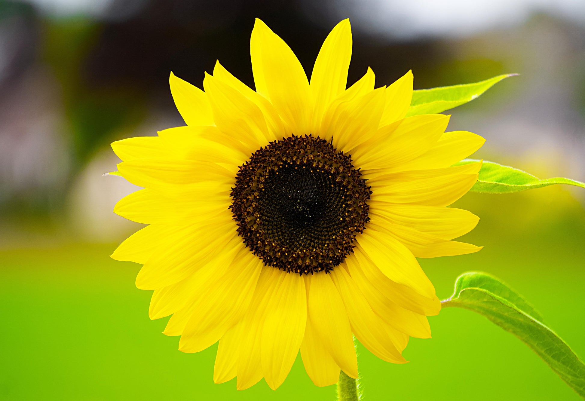 Sunflower Solsation Yellow - View 17 from www redcrocus com