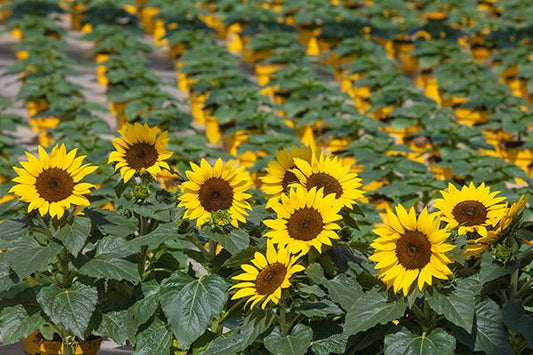 Sunflower Solsation Yellow - View 1 from www redcrocus com