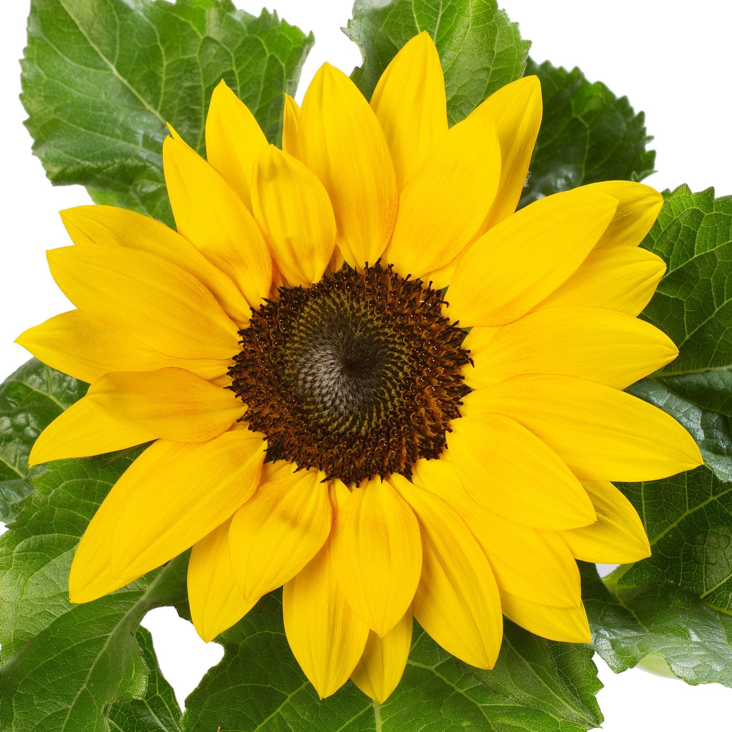 Sunflower Solsation Yellow - View 3 from www redcrocus com