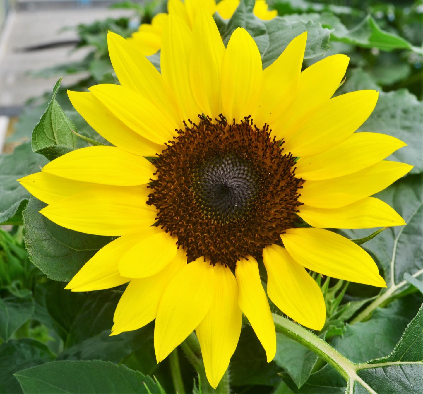 Sunflower Solsation Yellow - View 4 from www redcrocus com