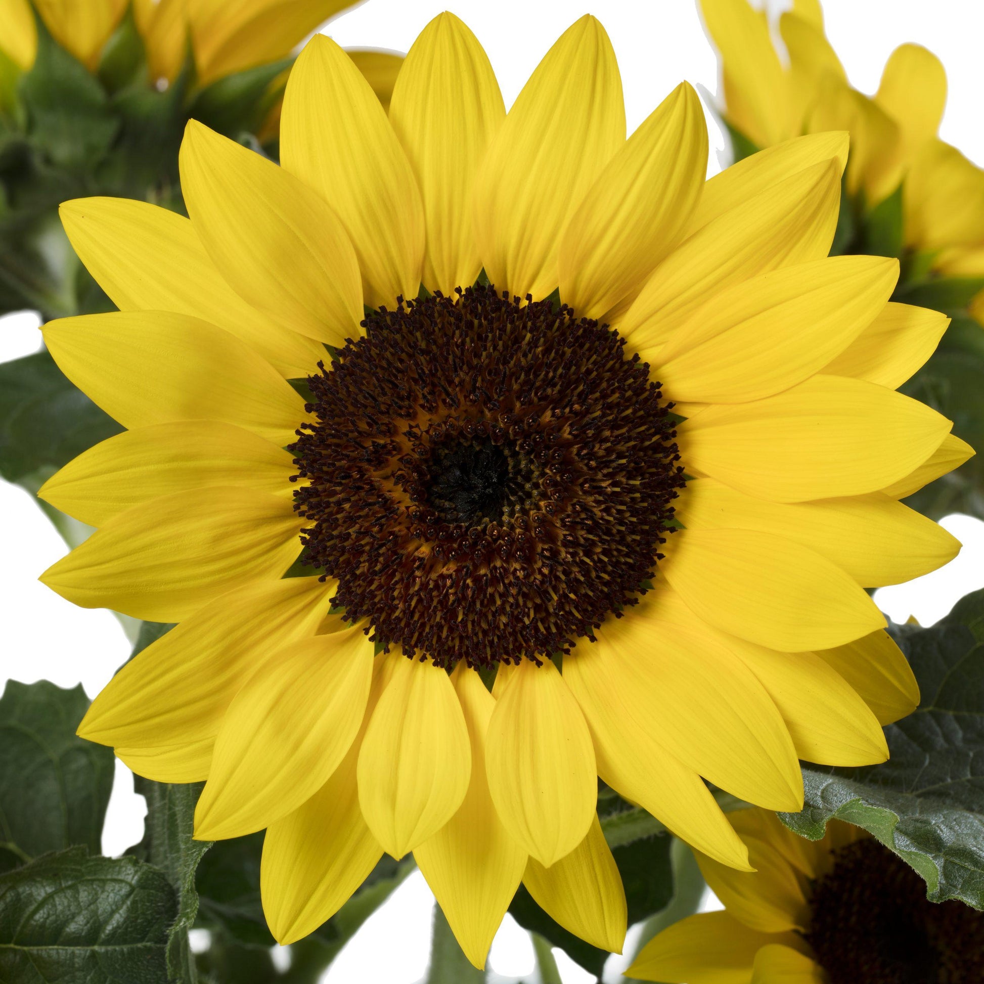 Sunflower Solsation Yellow - View 6 from www redcrocus com