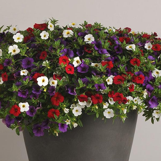 Combo Calibrachoa Cabaret Bright Red Deep Blue White - View 1 from www redcrocus com