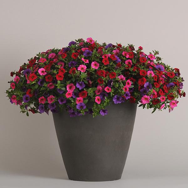 Combo Calibrachoa Cabaret Bright Red Deep Blue White - View 2 from www redcrocus com