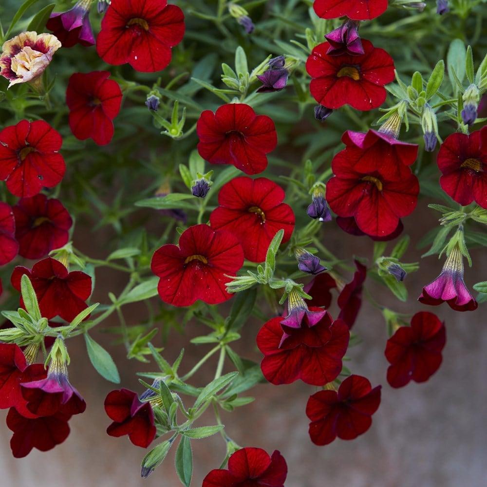Combo Calibrachoa Cabaret Bright Red Deep Blue White - View 3 from www redcrocus com
