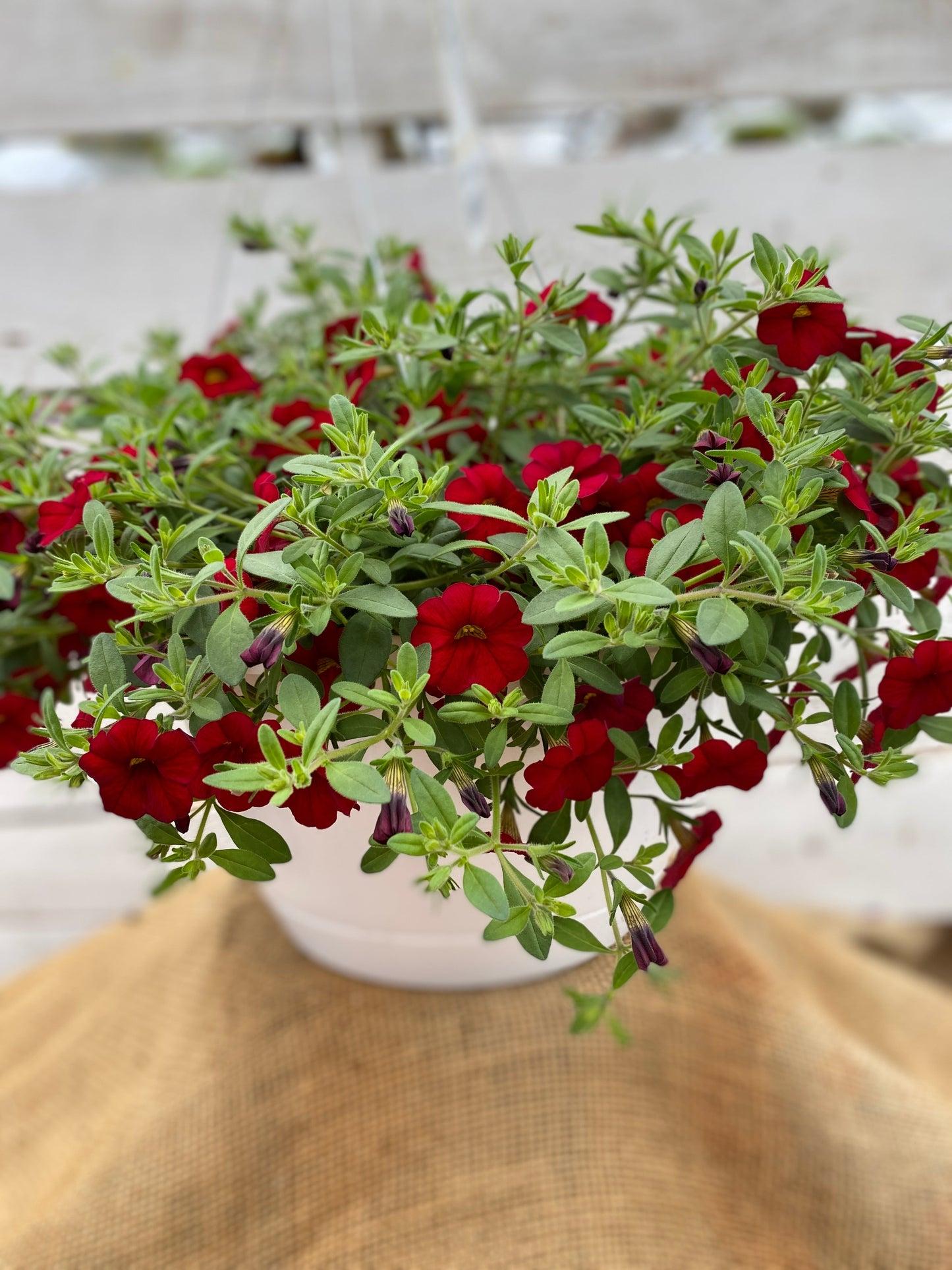 Combo Calibrachoa Cabaret Bright Red Deep Blue White - View 7 from www redcrocus com