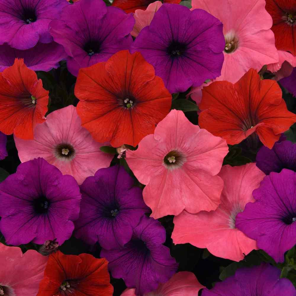 Petunia 'easy Wave South Beach' - View 12 from www redcrocus com