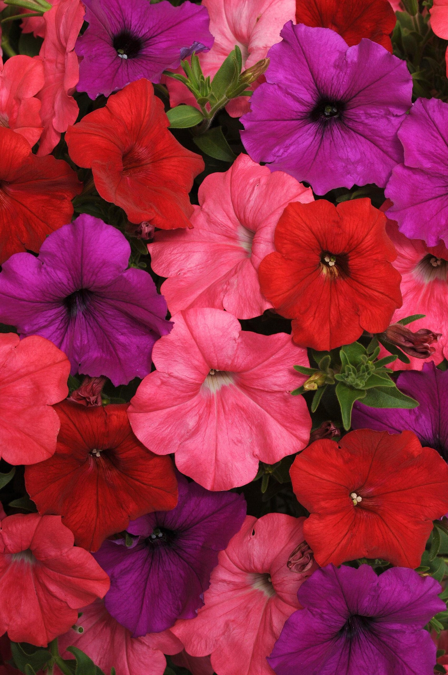 Petunia 'easy Wave South Beach' - View 13 from www redcrocus com