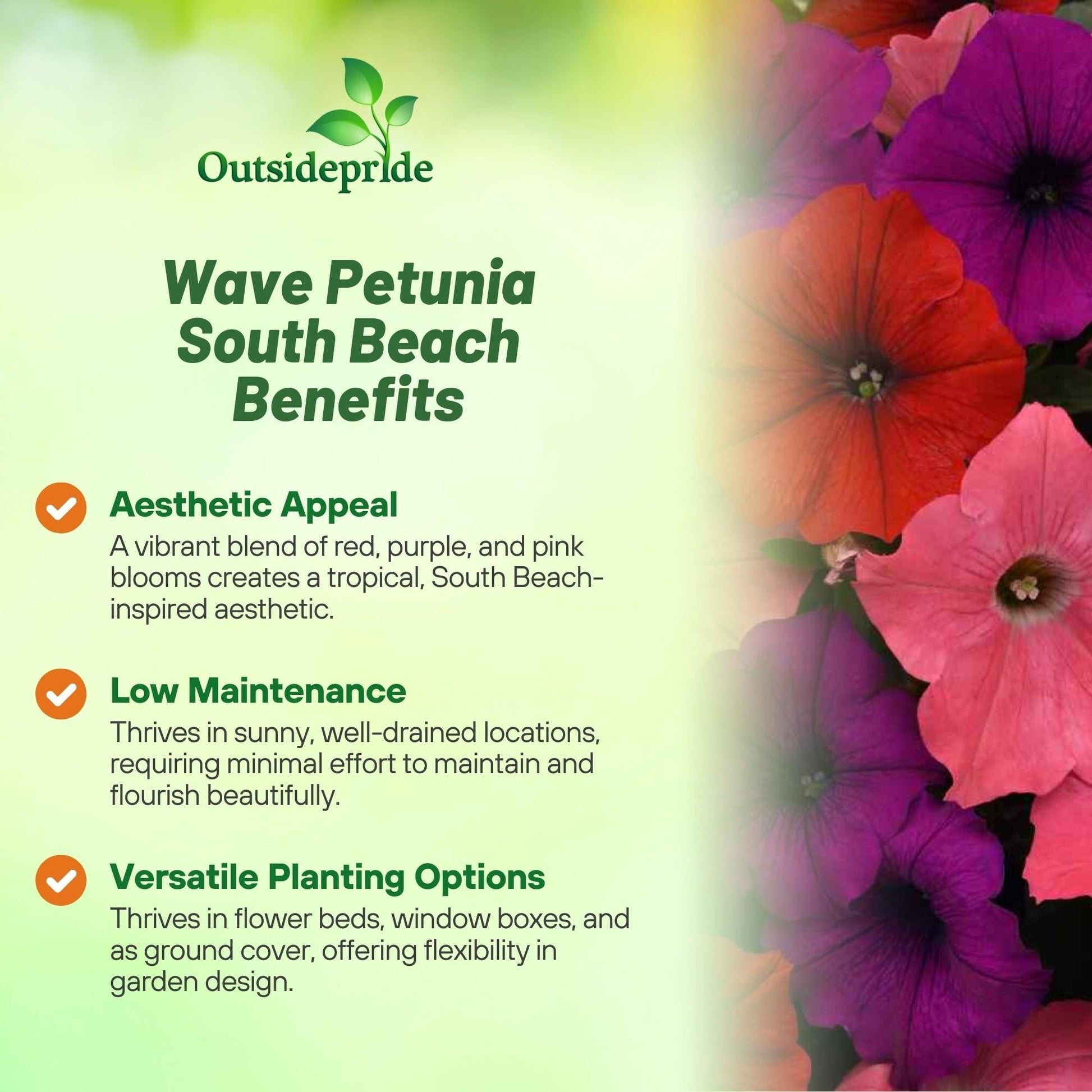 Petunia 'easy Wave South Beach' - View 14 from www redcrocus com