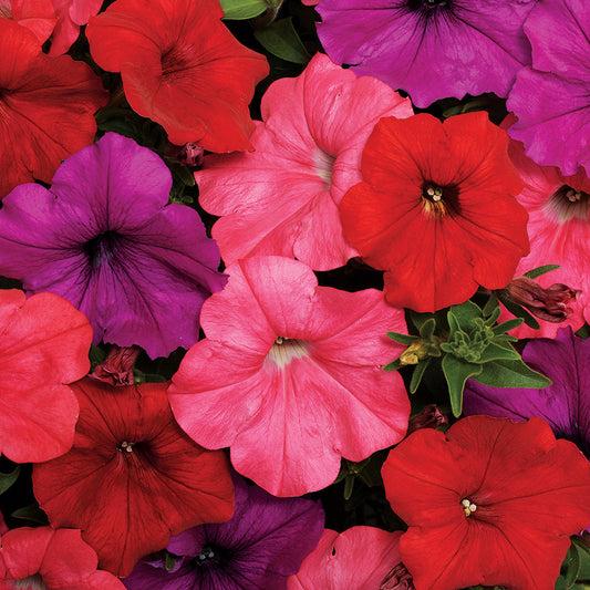 Petunia 'easy Wave South Beach' - View 19 from www redcrocus com