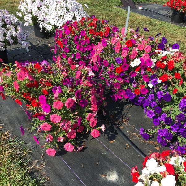 Petunia 'easy Wave South Beach' - View 1 from www redcrocus com