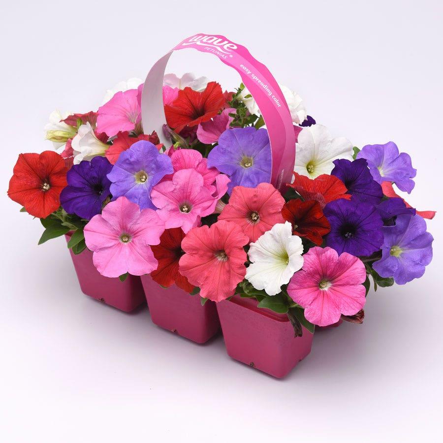 Petunia 'easy Wave South Beach' - View 20 from www redcrocus com