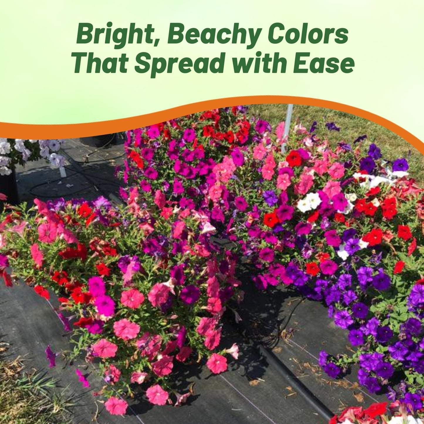 Petunia 'easy Wave South Beach' - View 21 from www redcrocus com