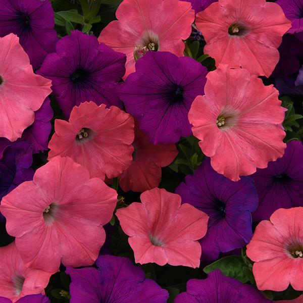 Petunia 'easy Wave South Beach' - View 22 from www redcrocus com