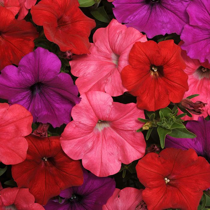 Petunia 'easy Wave South Beach' - View 3 from www redcrocus com