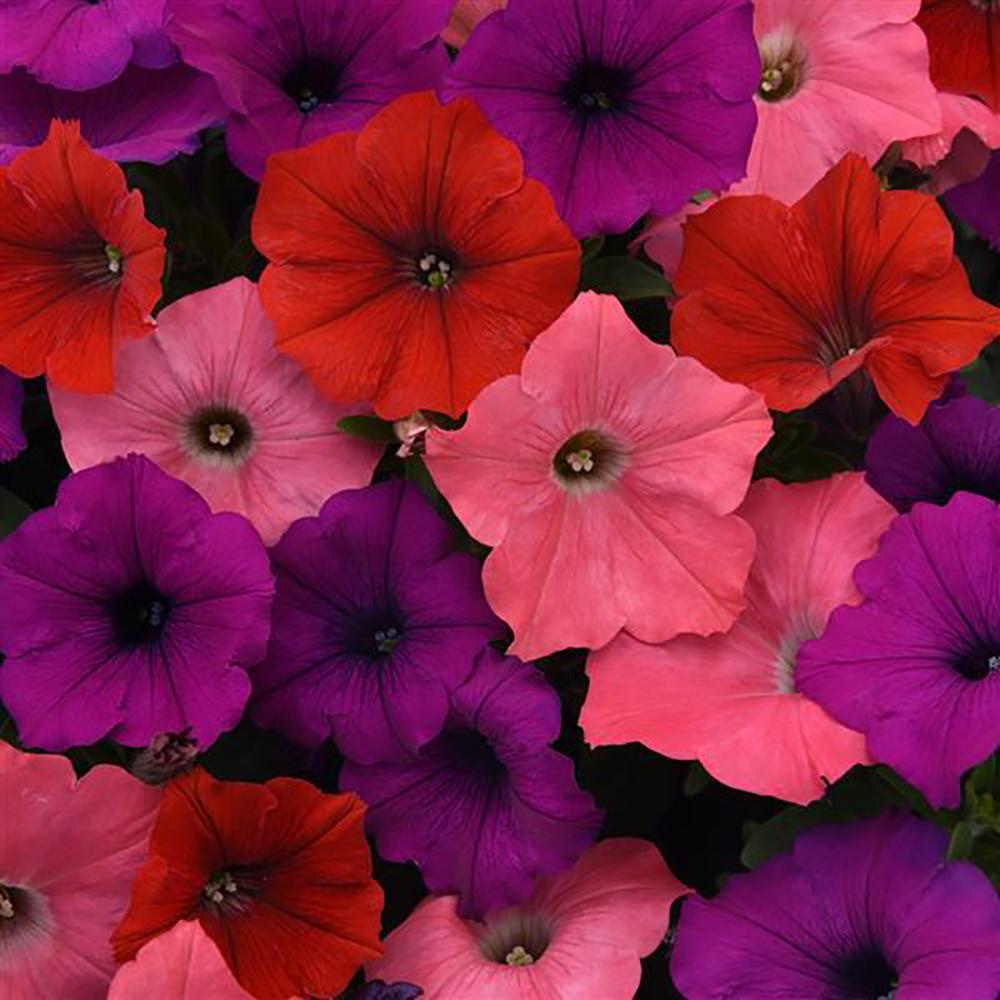 Petunia 'easy Wave South Beach' - View 6 from www redcrocus com