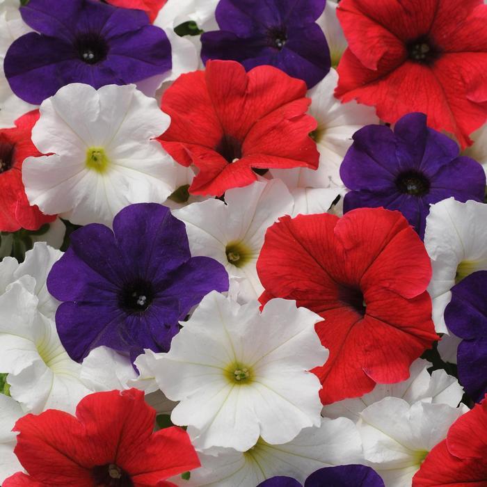 Petunia Headliner Flag Mix - View 10 from www redcrocus com