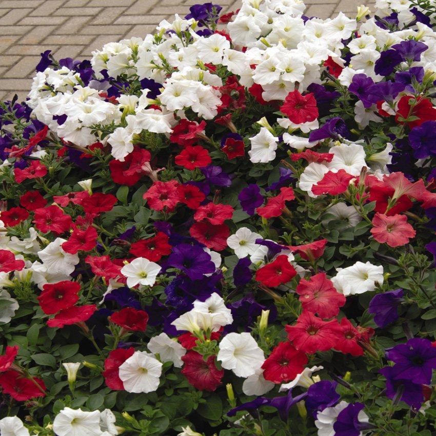 Petunia Headliner Flag Mix - View 12 from www redcrocus com