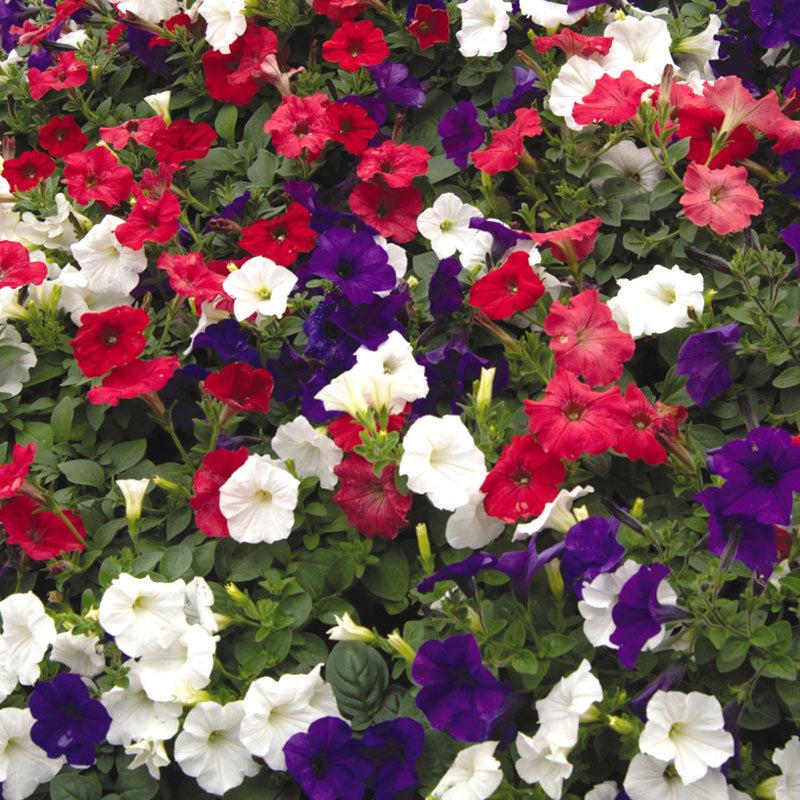 Petunia Headliner Flag Mix - View 14 from www redcrocus com