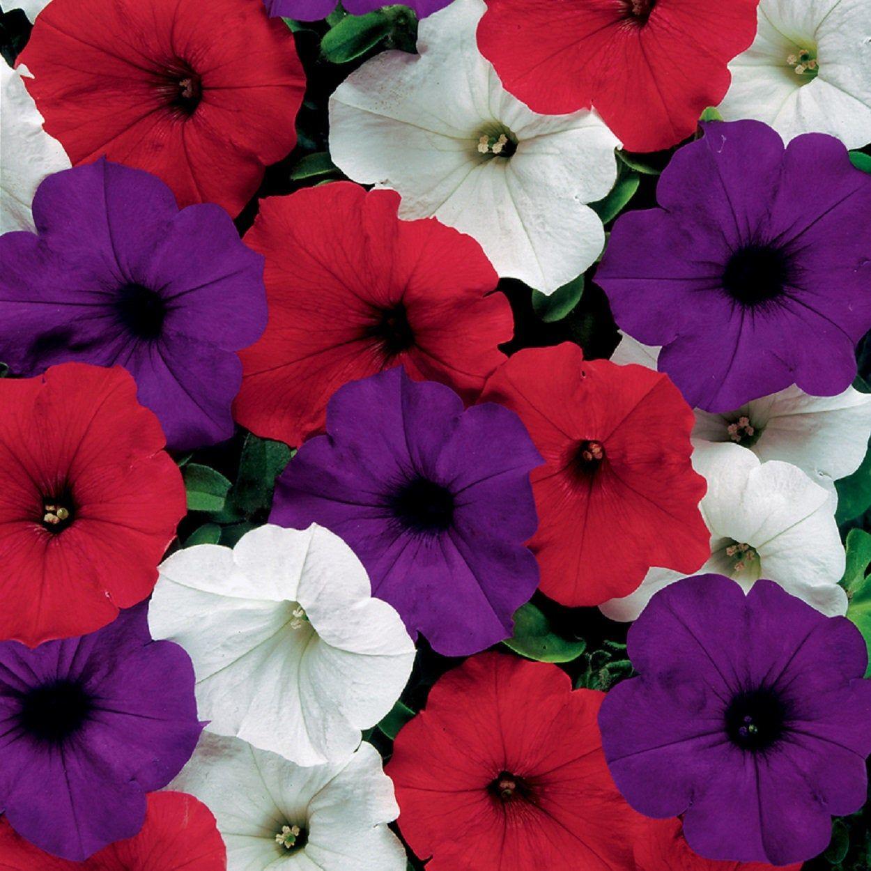 Petunia Headliner Flag Mix - View 15 from www redcrocus com