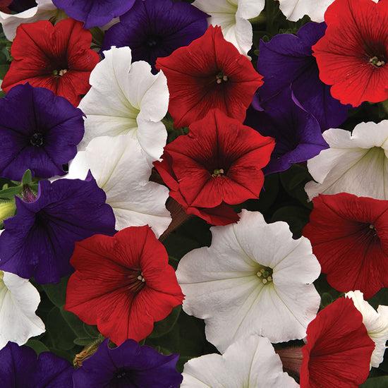 Petunia Headliner Flag Mix - View 16 from www redcrocus com